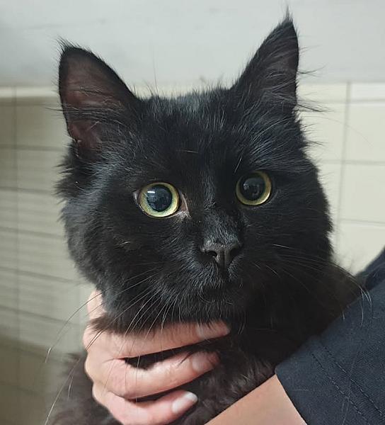 Kattenpraat