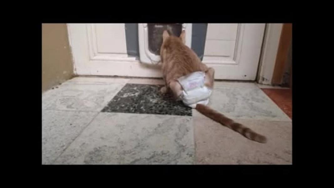 Kattenpraat