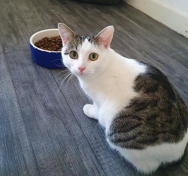 Kattenpraat