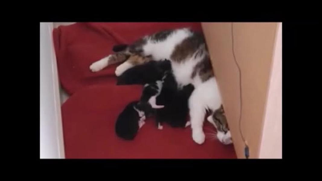 Kattenpraat