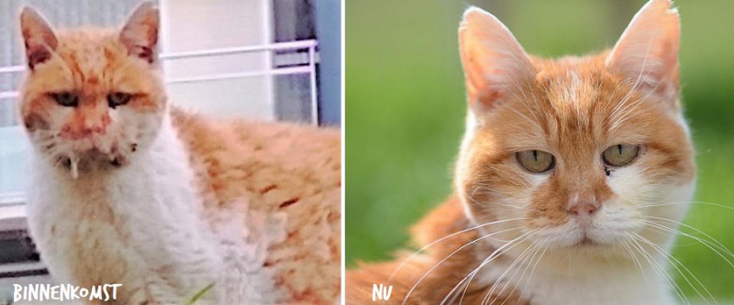 Kattenpraat