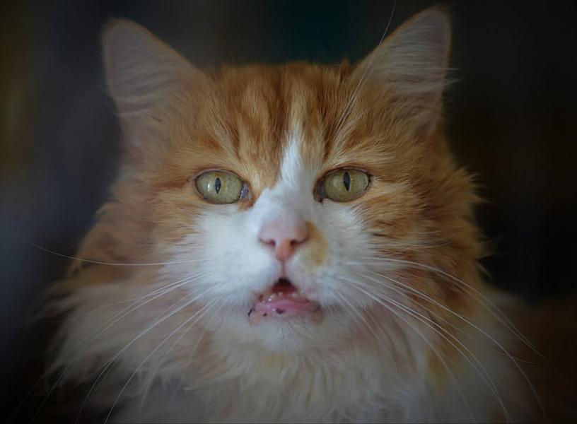 Kattenpraat