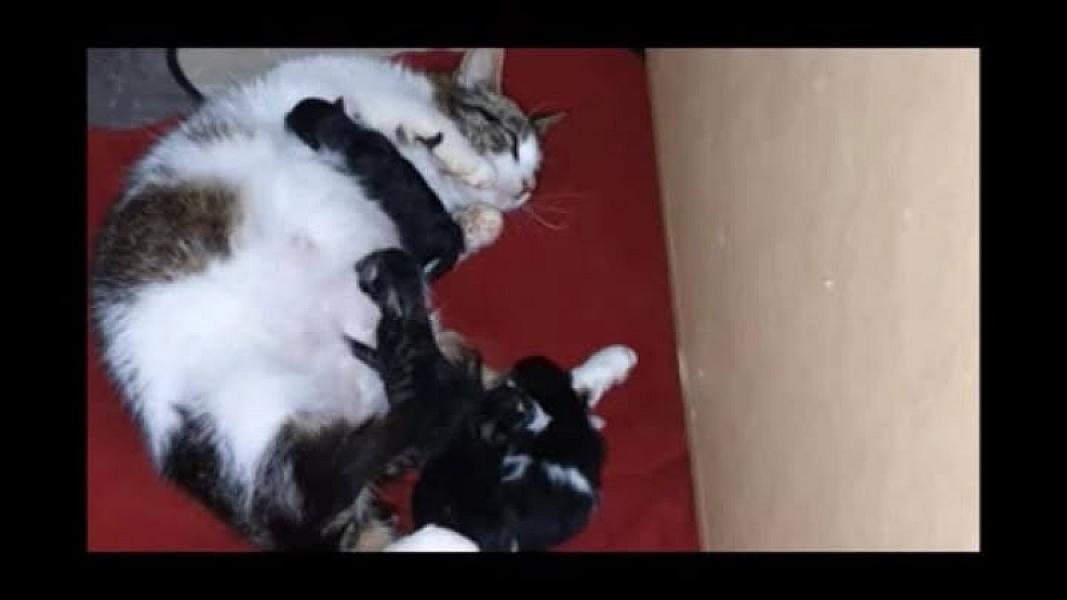 Kattenpraat