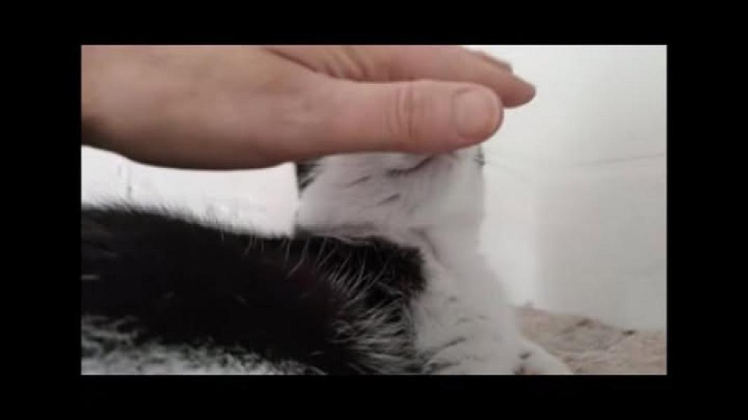 Kattenpraat