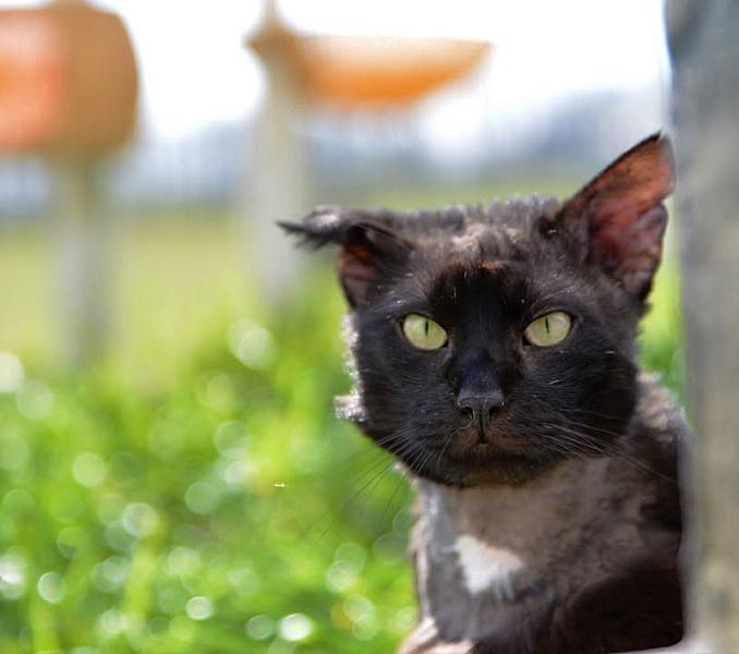 Kattenpraat
