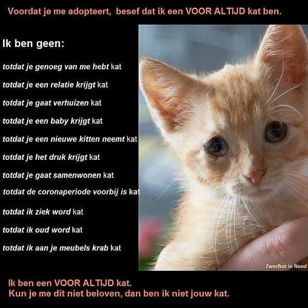 Kattenpraat