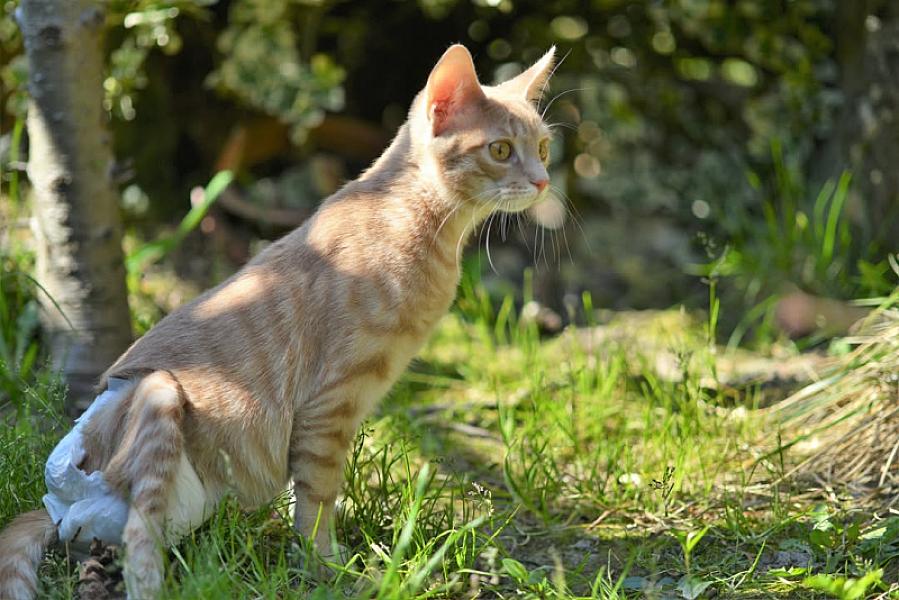 Kattenpraat