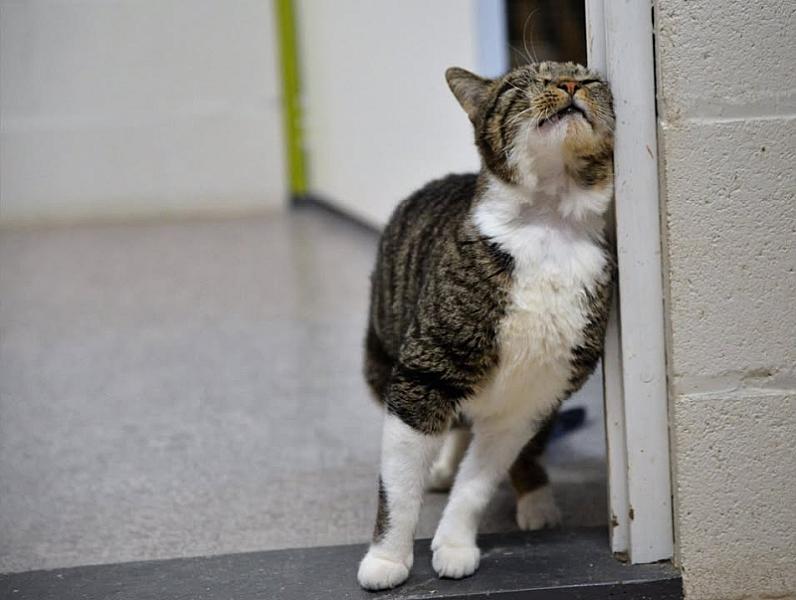Kattenpraat