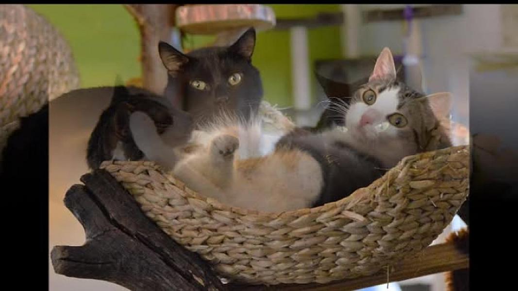Kattenpraat