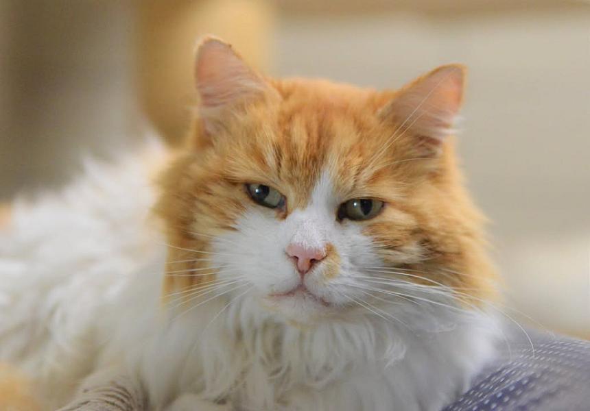 Kattenpraat