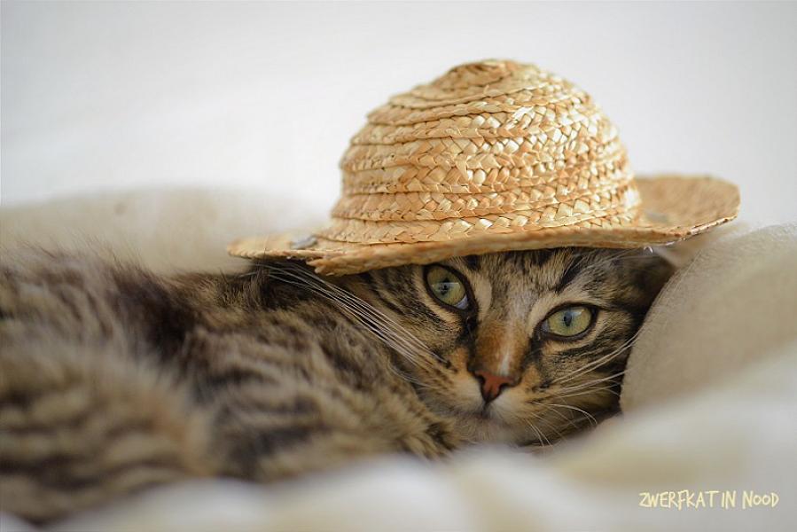 Kattenpraat