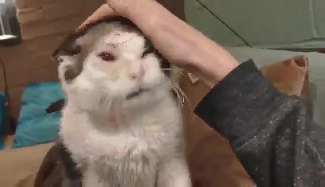 Kattenpraat