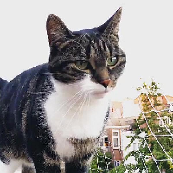 Kattenpraat