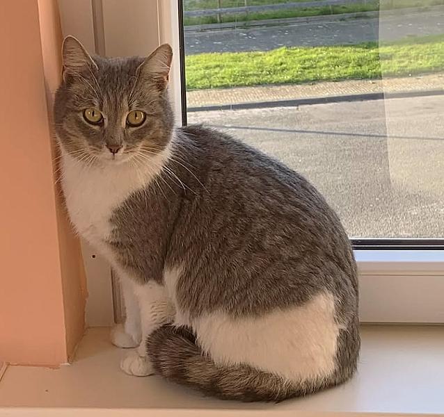 Kattenpraat