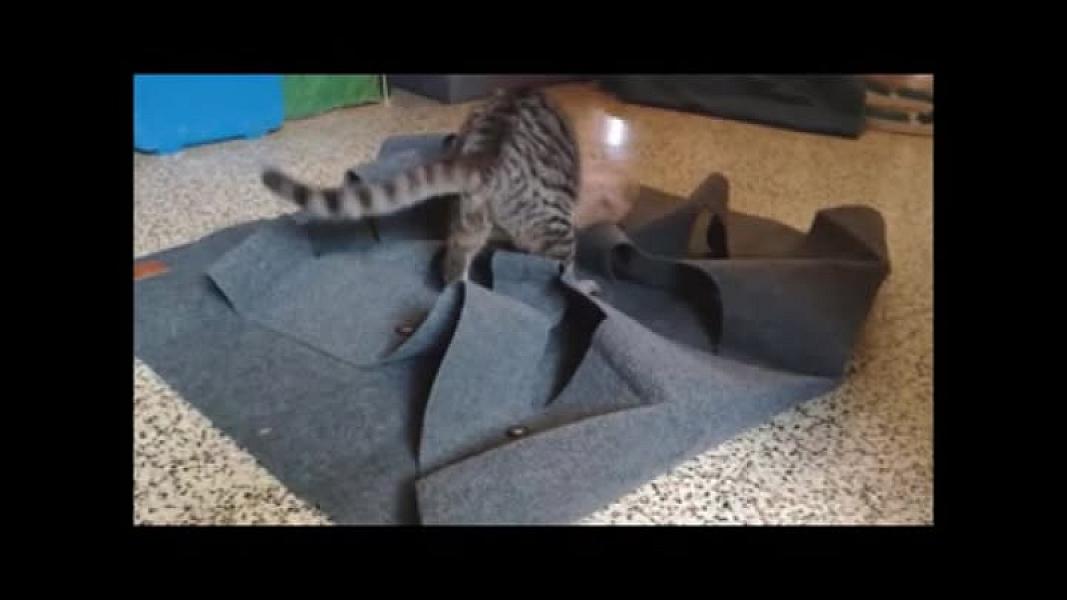 Kattenpraat