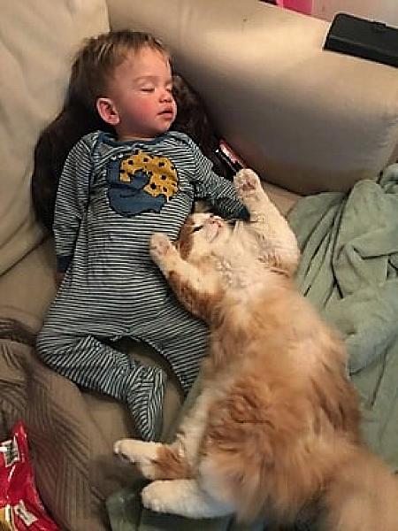 Kattenpraat