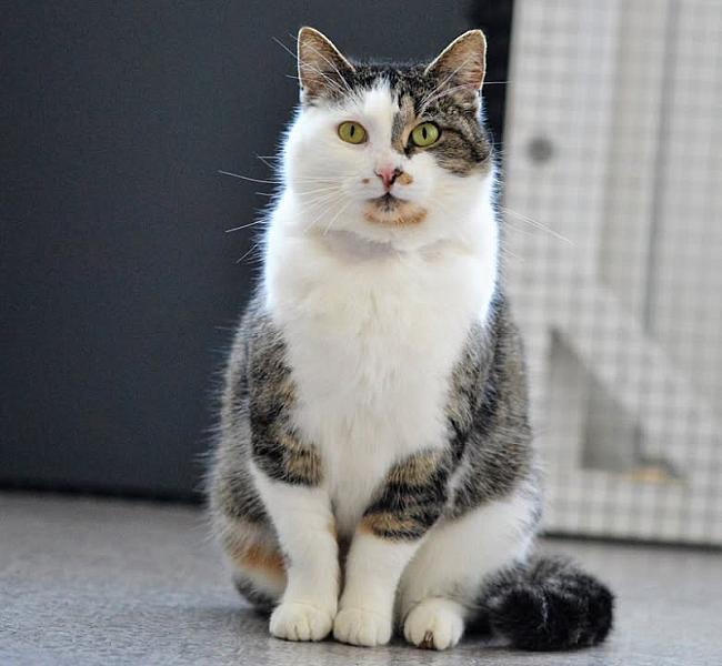 Kattenpraat