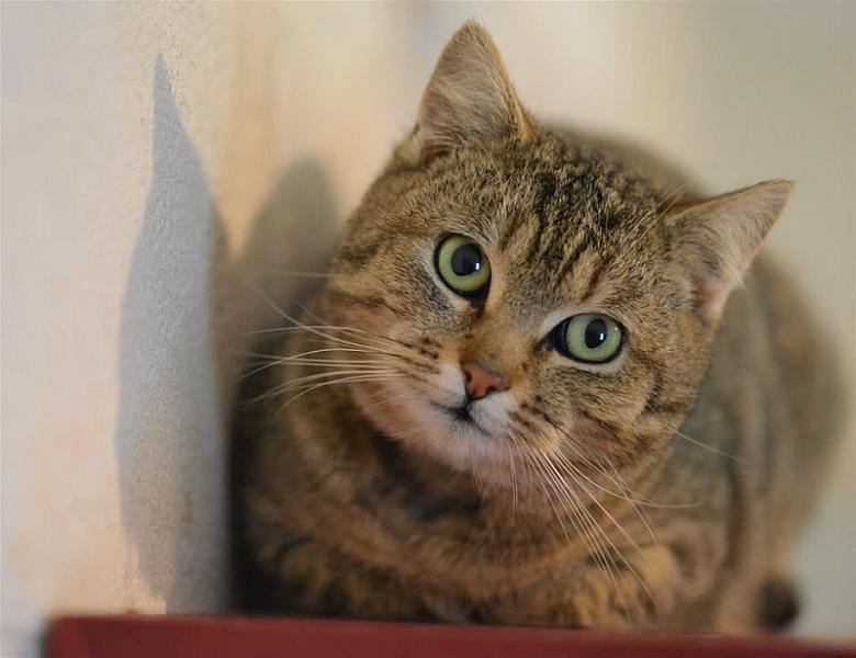 Kattenpraat