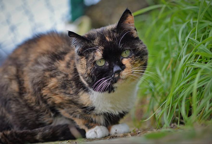 Kattenpraat