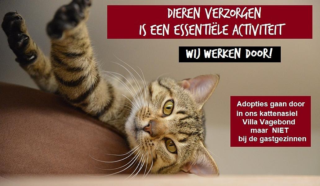 Kattenpraat