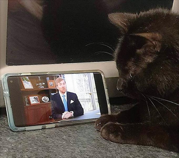 Kattenpraat