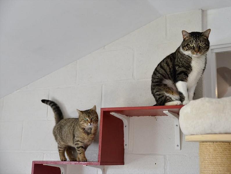 Kattenpraat