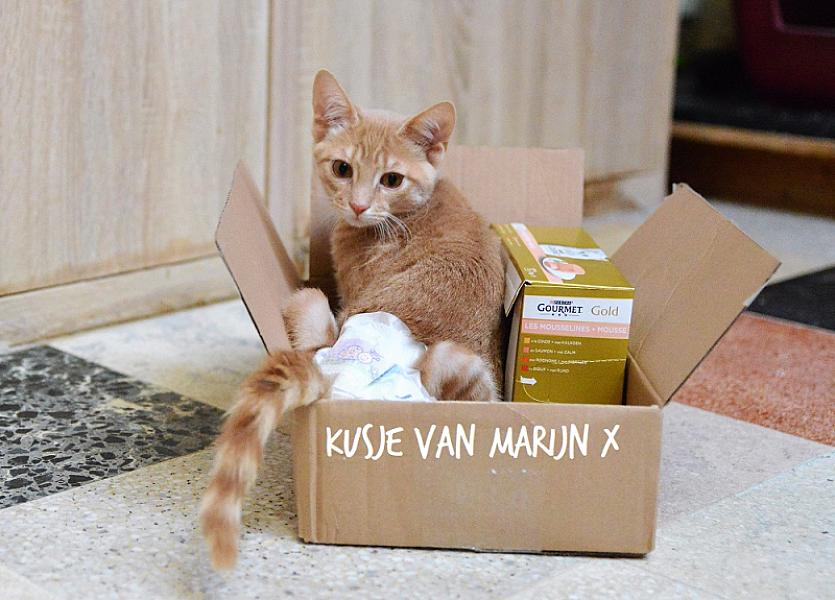 Kattenpraat