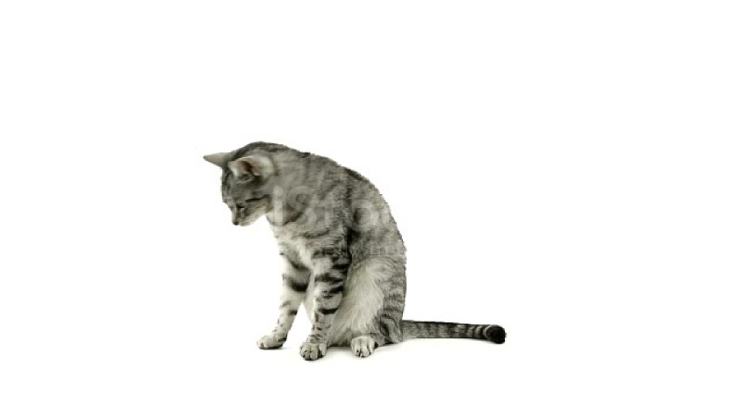 Kattenpraat