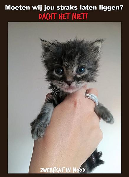 Kattenpraat