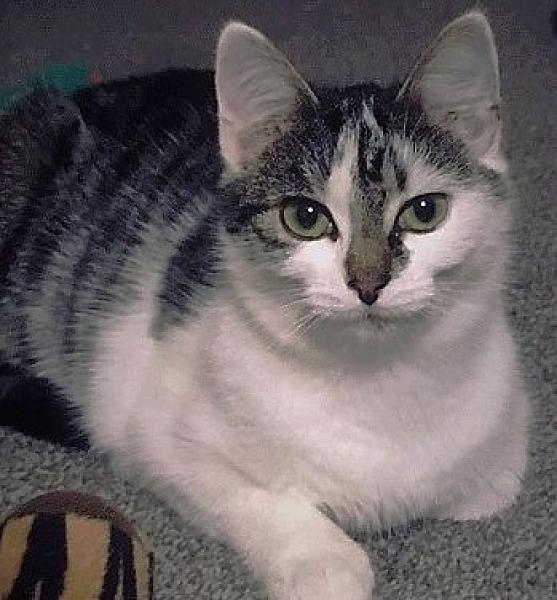 Kattenpraat