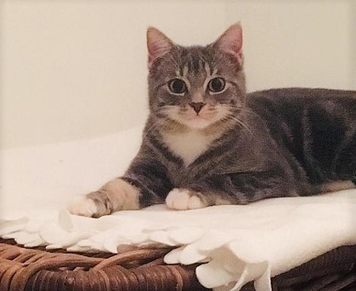 Kattenpraat
