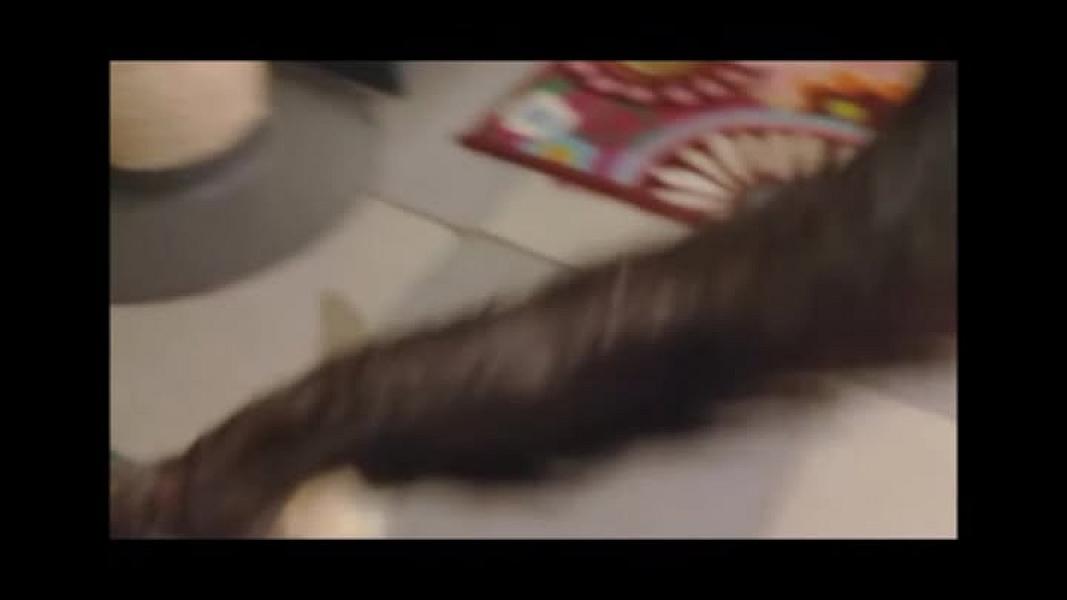 Kattenpraat