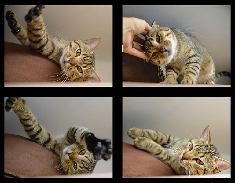 Kattenpraat