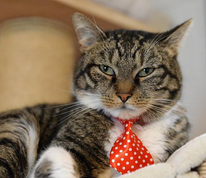 Kattenpraat