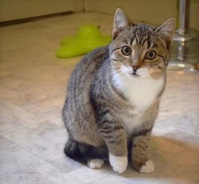 Kattenpraat