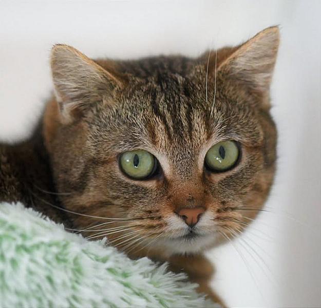 Kattenpraat