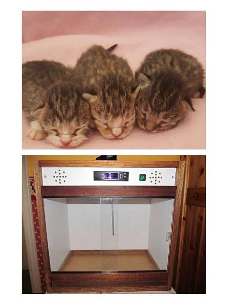 Kattenpraat