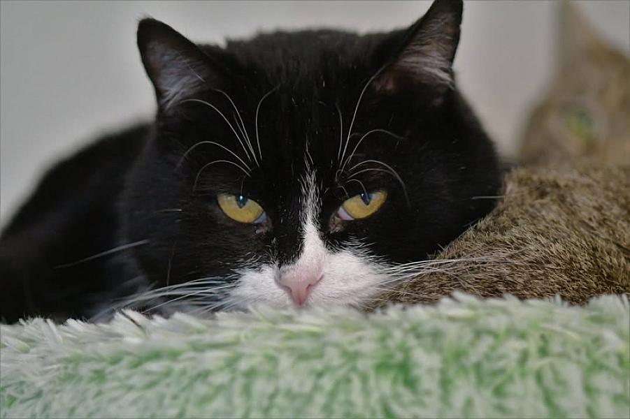 Kattenpraat