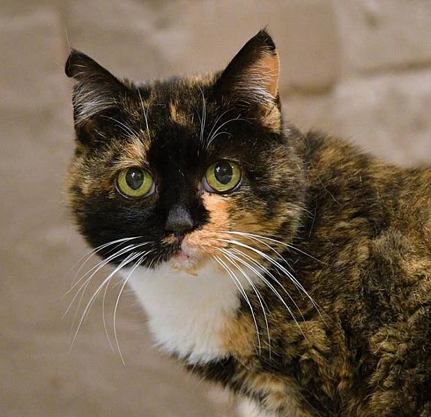 Kattenpraat