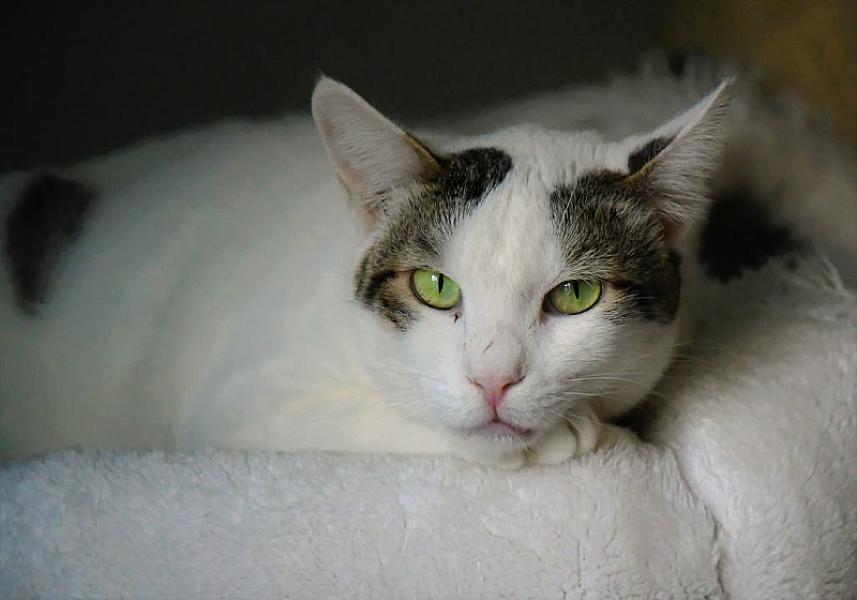 Kattenpraat