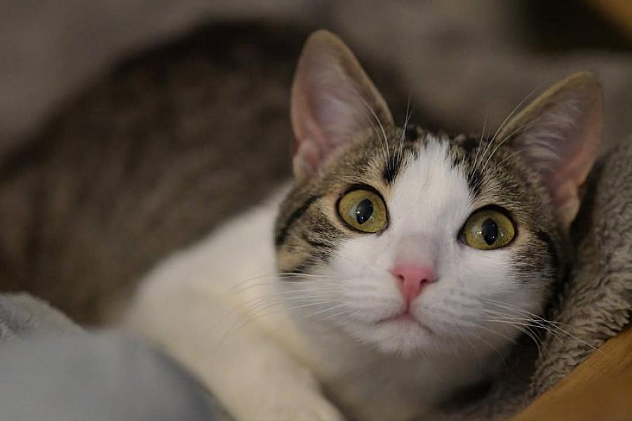 Kattenpraat