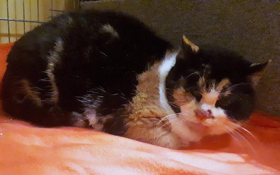Kattenpraat