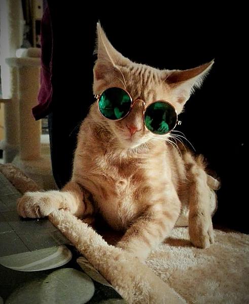 Kattenpraat