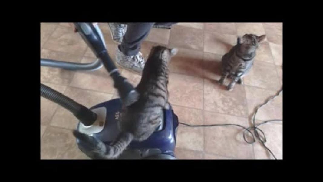 Kattenpraat