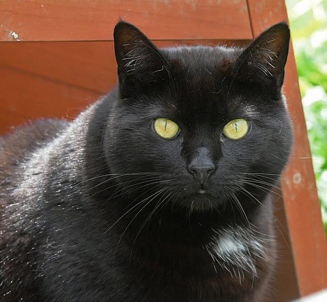 Kattenpraat