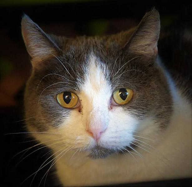 Kattenpraat