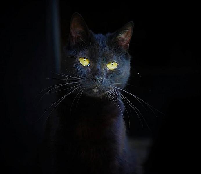 Kattenpraat