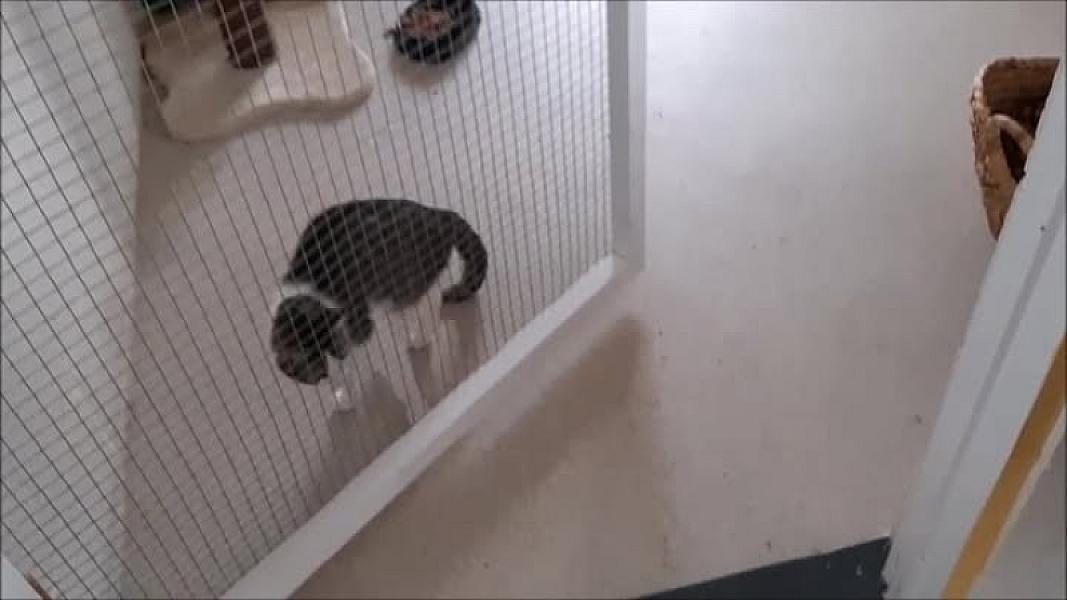 Kattenpraat