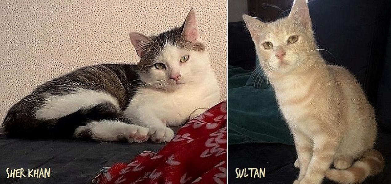 Kattenpraat