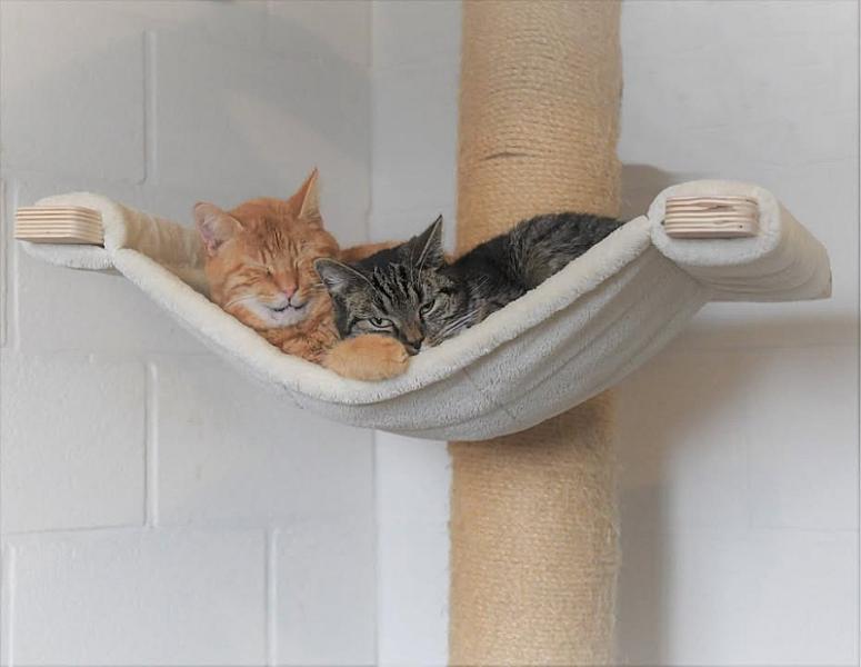 Kattenpraat